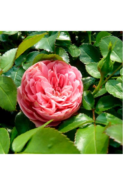 Троянда Leonardo da Vinci - рожеві бутони та зелене листя